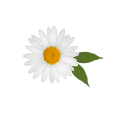 fiori_bianchi